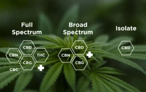 Read more about the article Full spectrum, broad spectrum sau CBD izolat: ghid de alegere